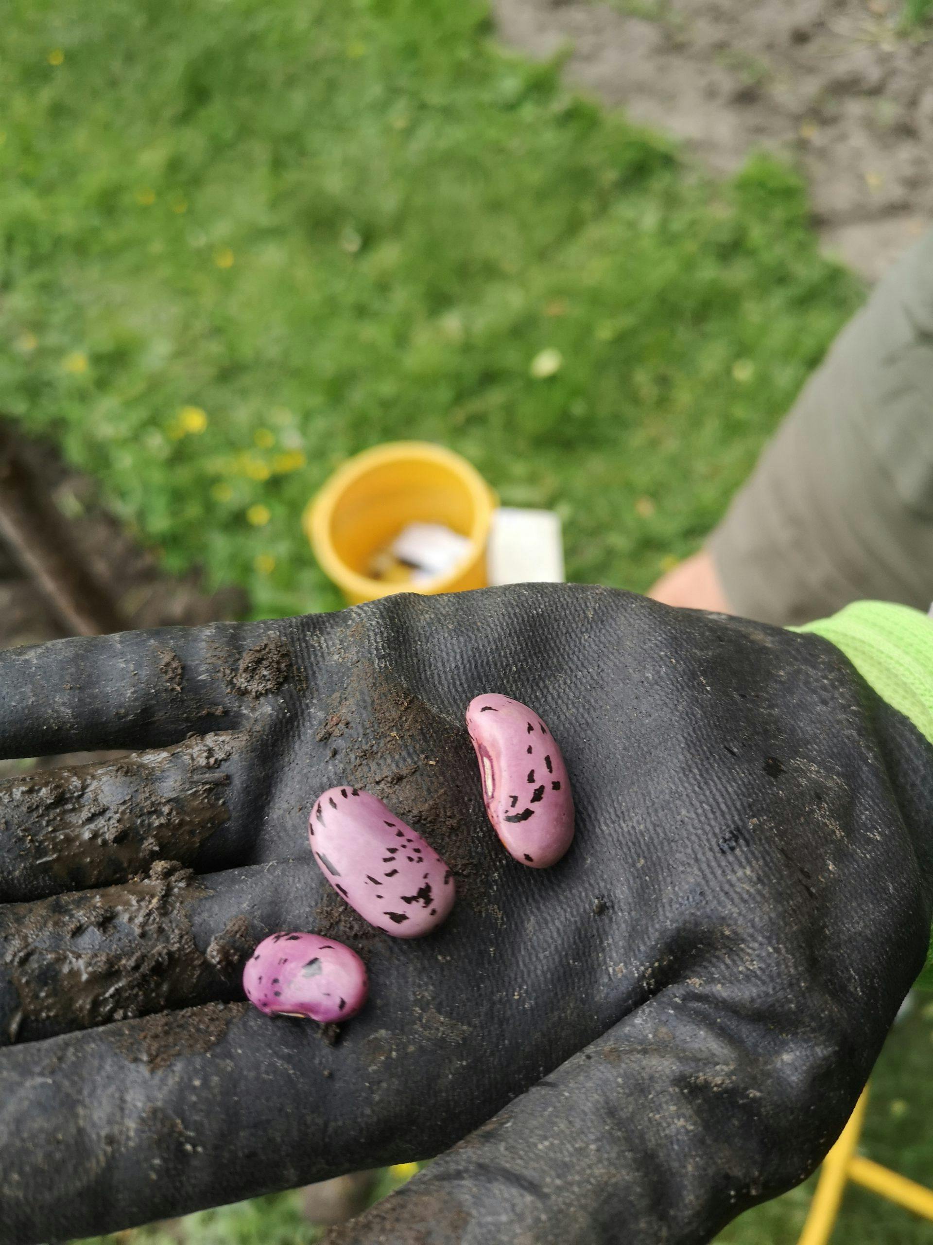 img 20200616 184928 rosenbønner